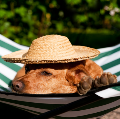 Campingbett für Hunde - GRÜN WEISS - 87 X 87 X 23 CM